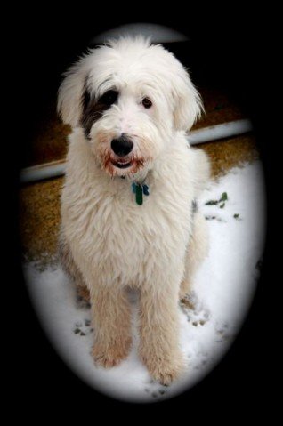 Mutneys Mutt of the Year Winner Announced http://www.imagepuppy.com/resized/53d6f631b384672fe210b5fa4c74aacf.jpg