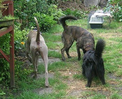 Paddy Paws Pet Services   Dog Walking in Kent, Home Boarding and Pet Care Services UK